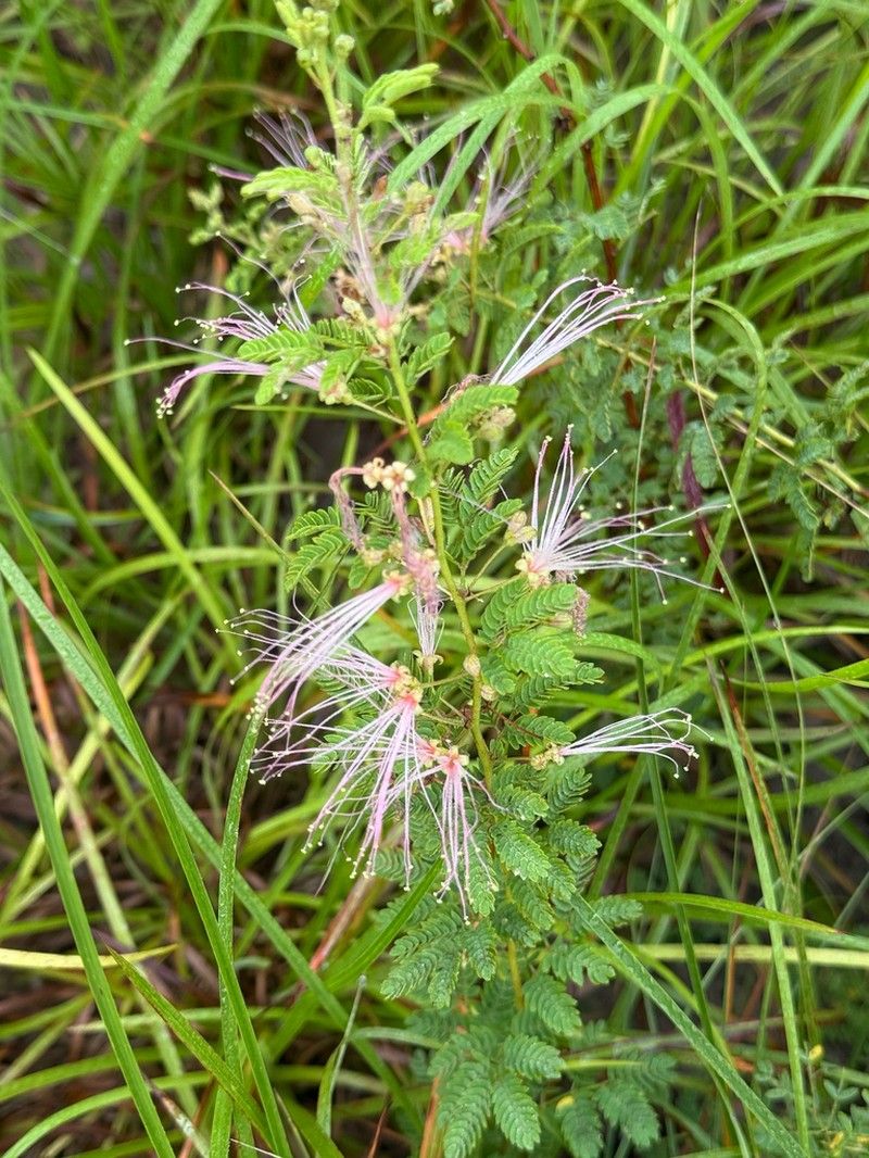 Twoflower Stickpea