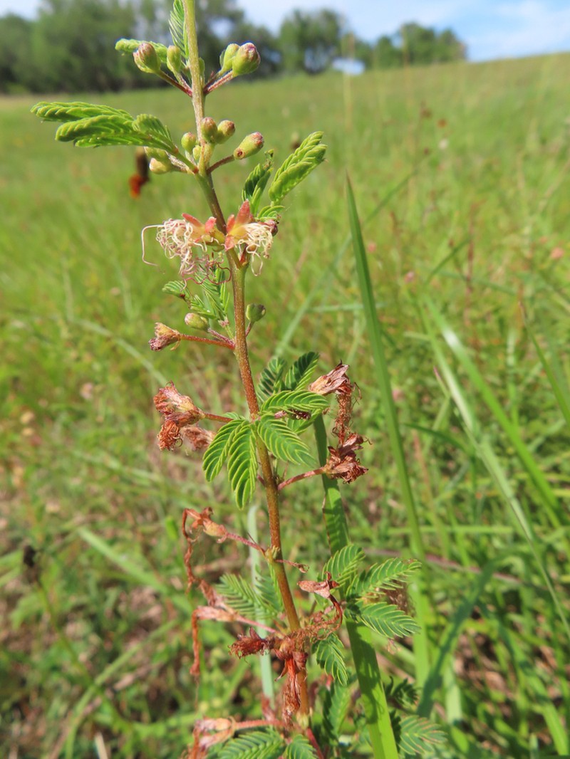 Twoflower Stickpea photo 3