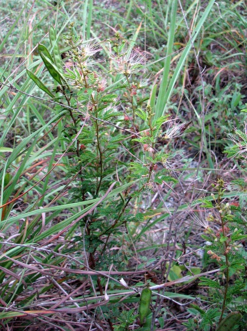 Twoflower Stickpea photo 6