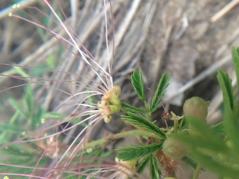 Twoflower Stickpea photo 7