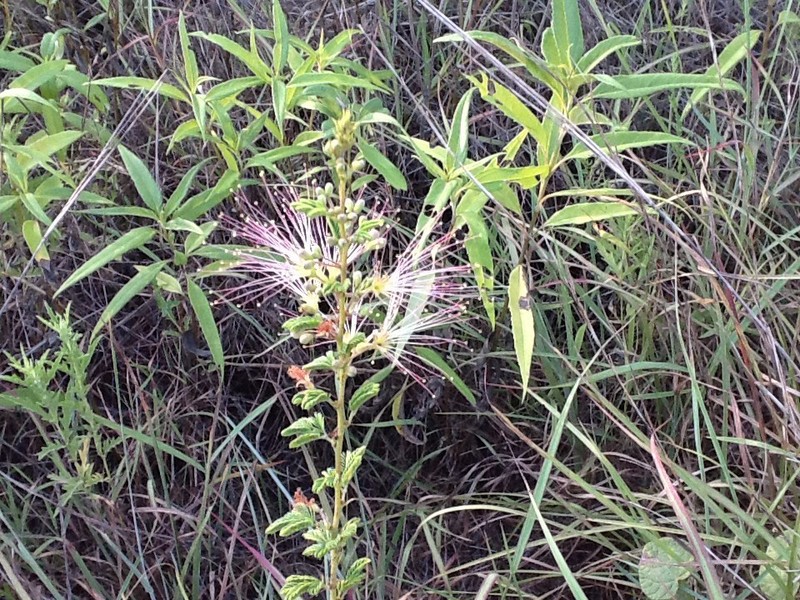 Twoflower Stickpea photo 8