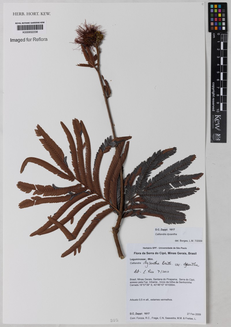 Calliandra dysantha var. dysantha