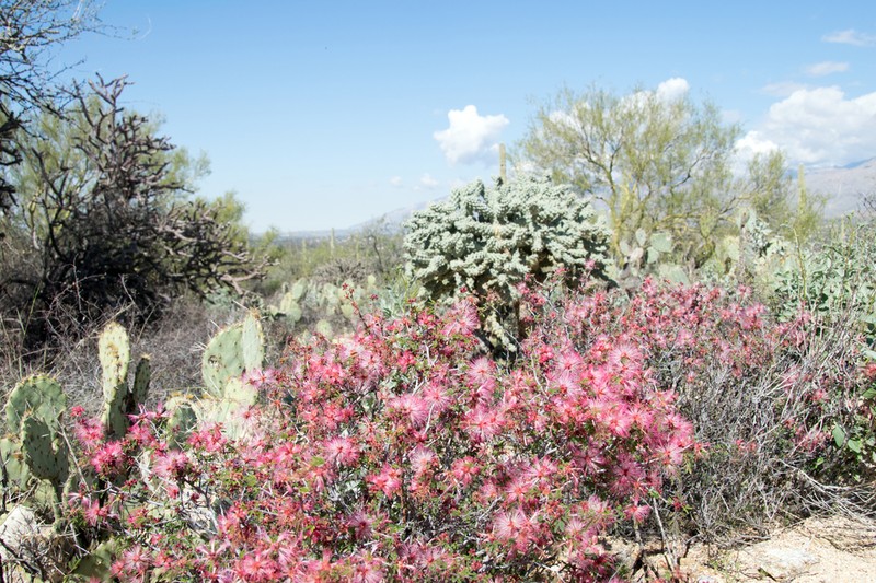 Rio Grande Stickpea