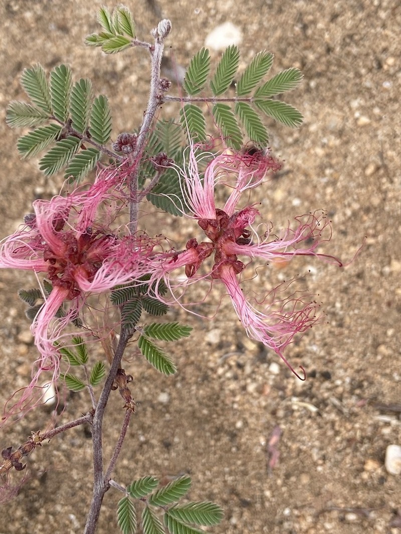 Rio Grande Stickpea photo 2