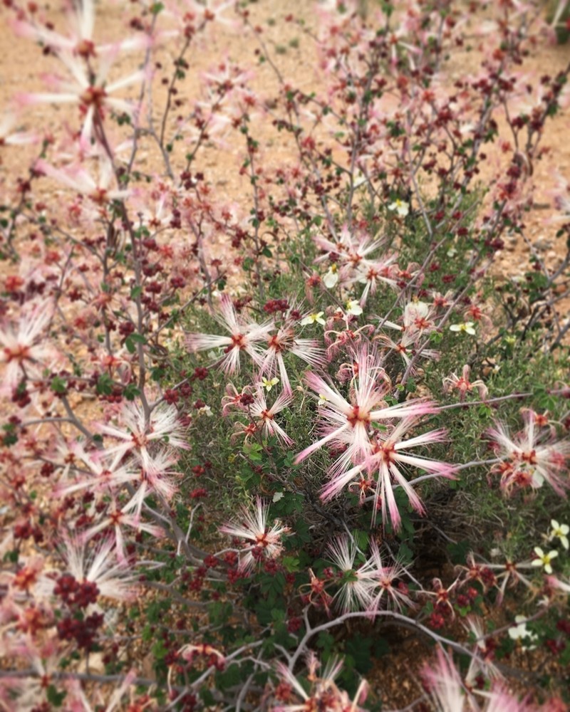 Rio Grande Stickpea photo 4