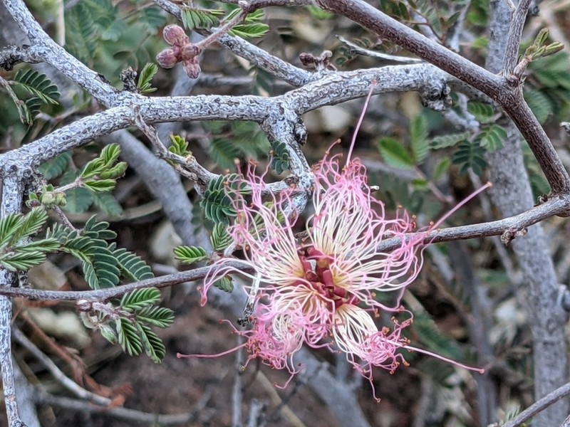 Fairyduster photo 3