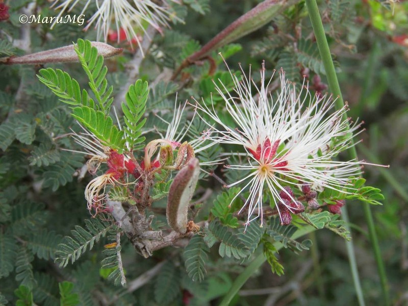 Fairyduster photo 5