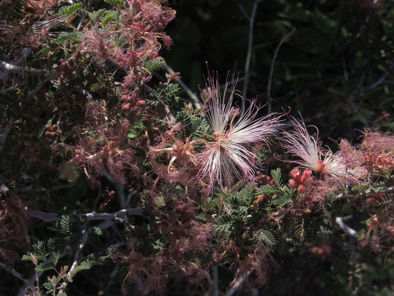 Fairyduster photo 6