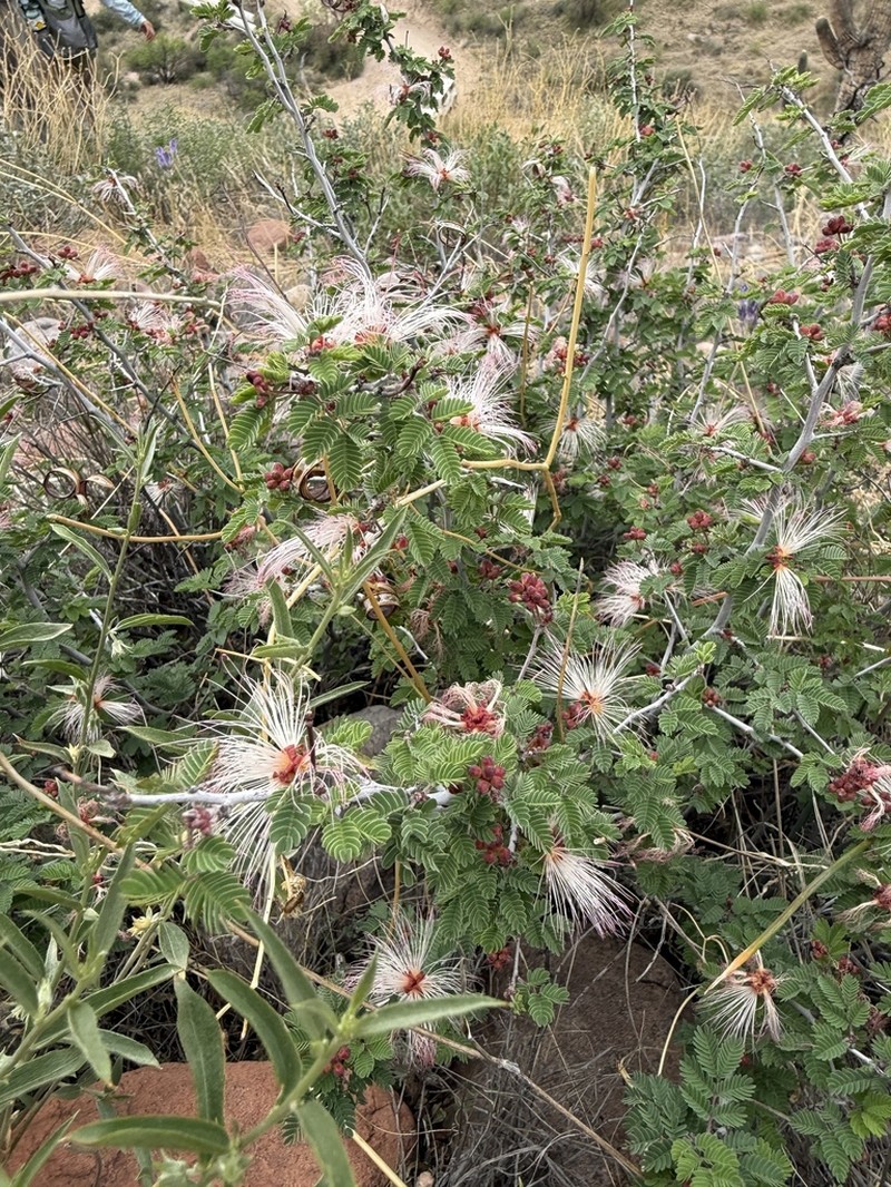 Fairyduster photo 7