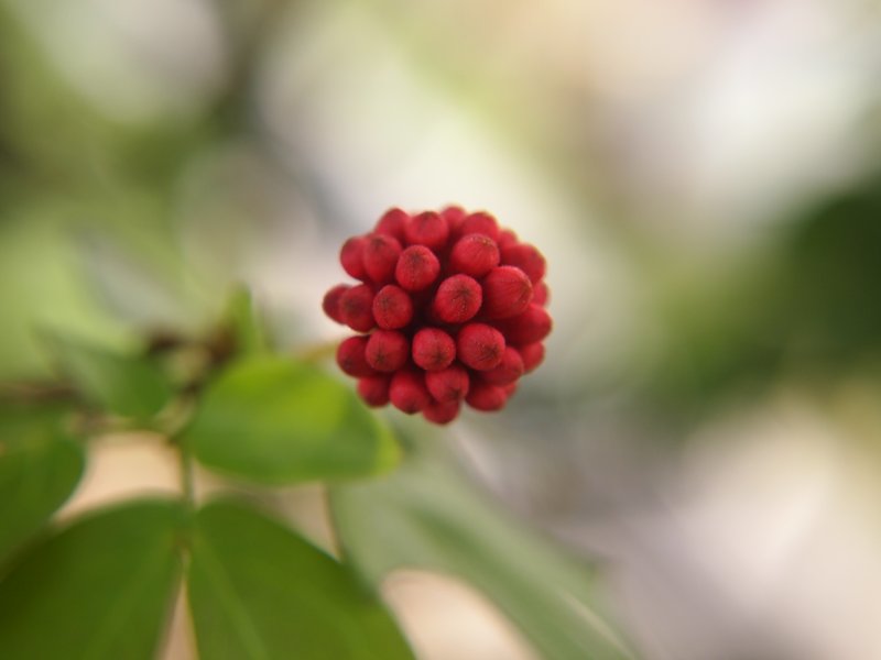 Stickpea photo 4