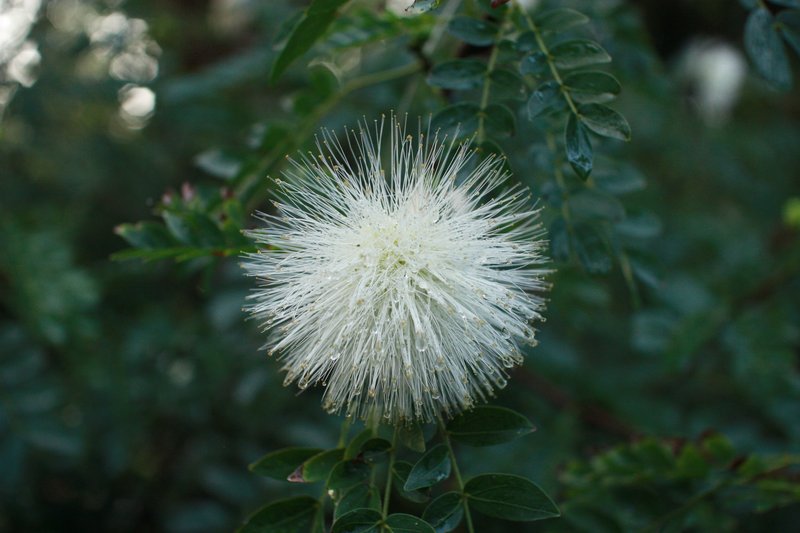 Stickpea photo 6