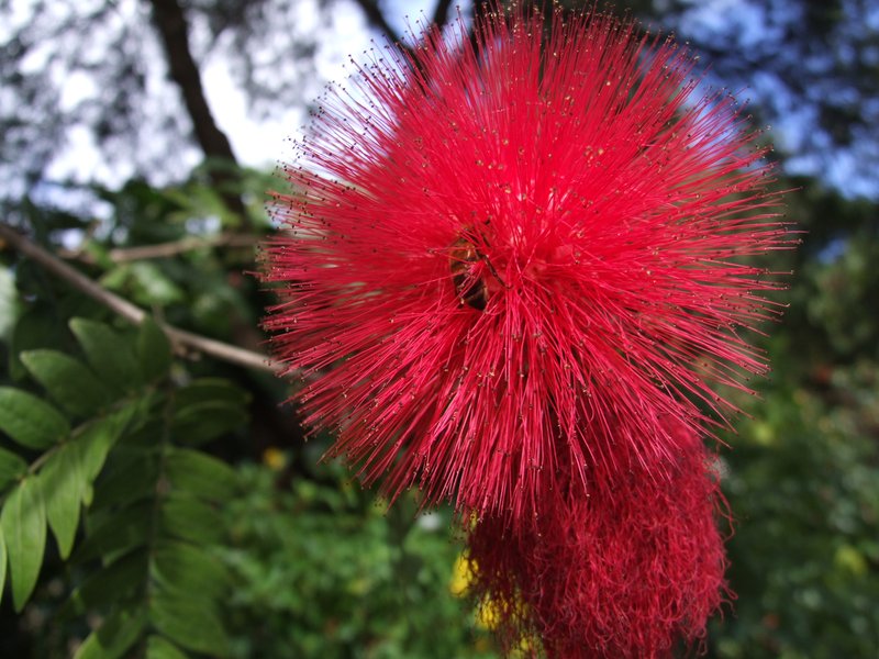 Stickpea photo 7