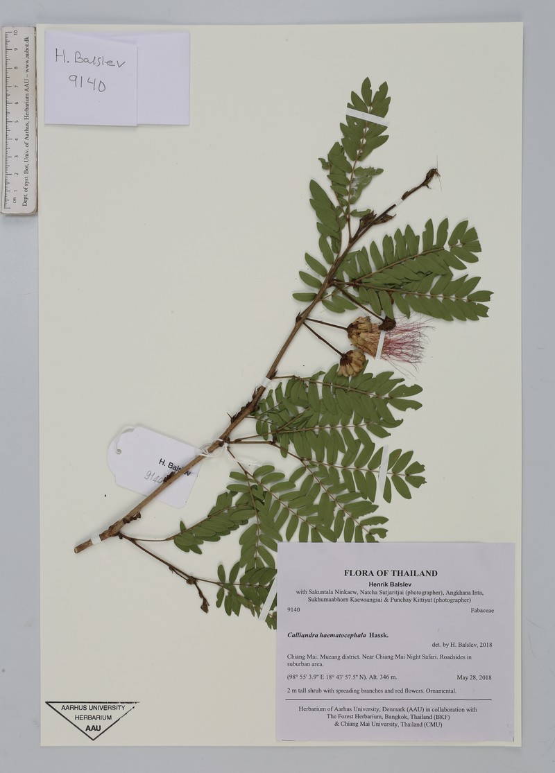 Calliandra haematocephala var. haematocephala photo 2