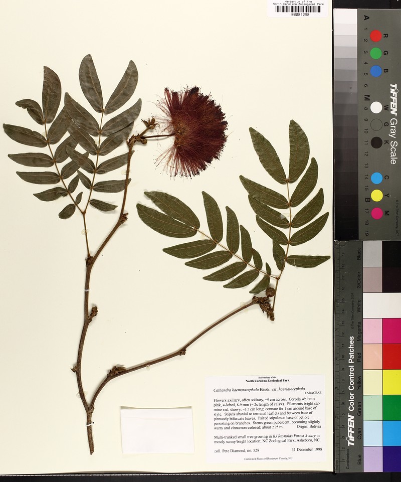 Calliandra haematocephala var. haematocephala photo 3
