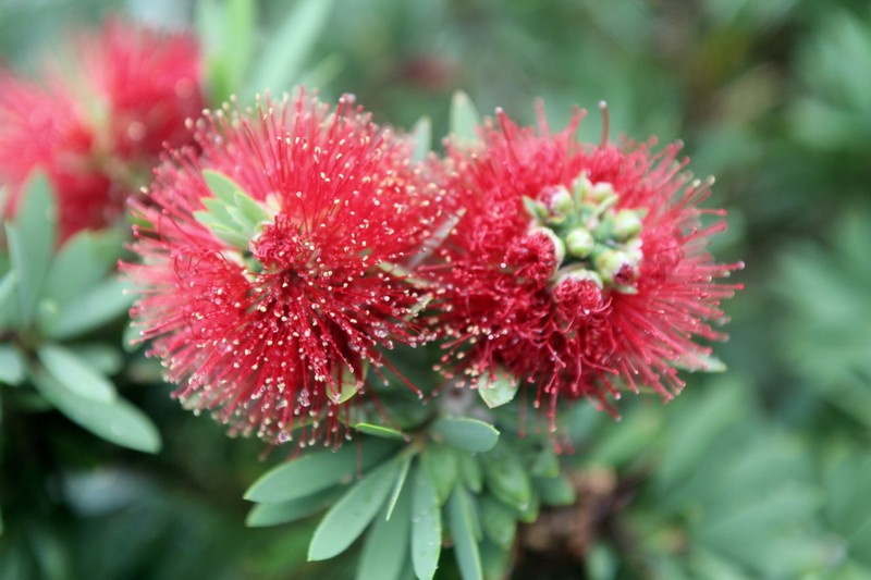 Calliandra haematocephala var. haematocephala