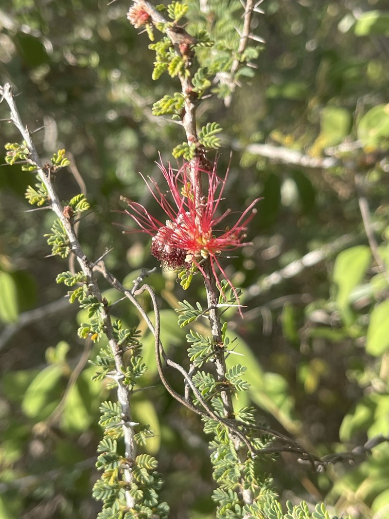 Calliandra haematomma var. haematomma