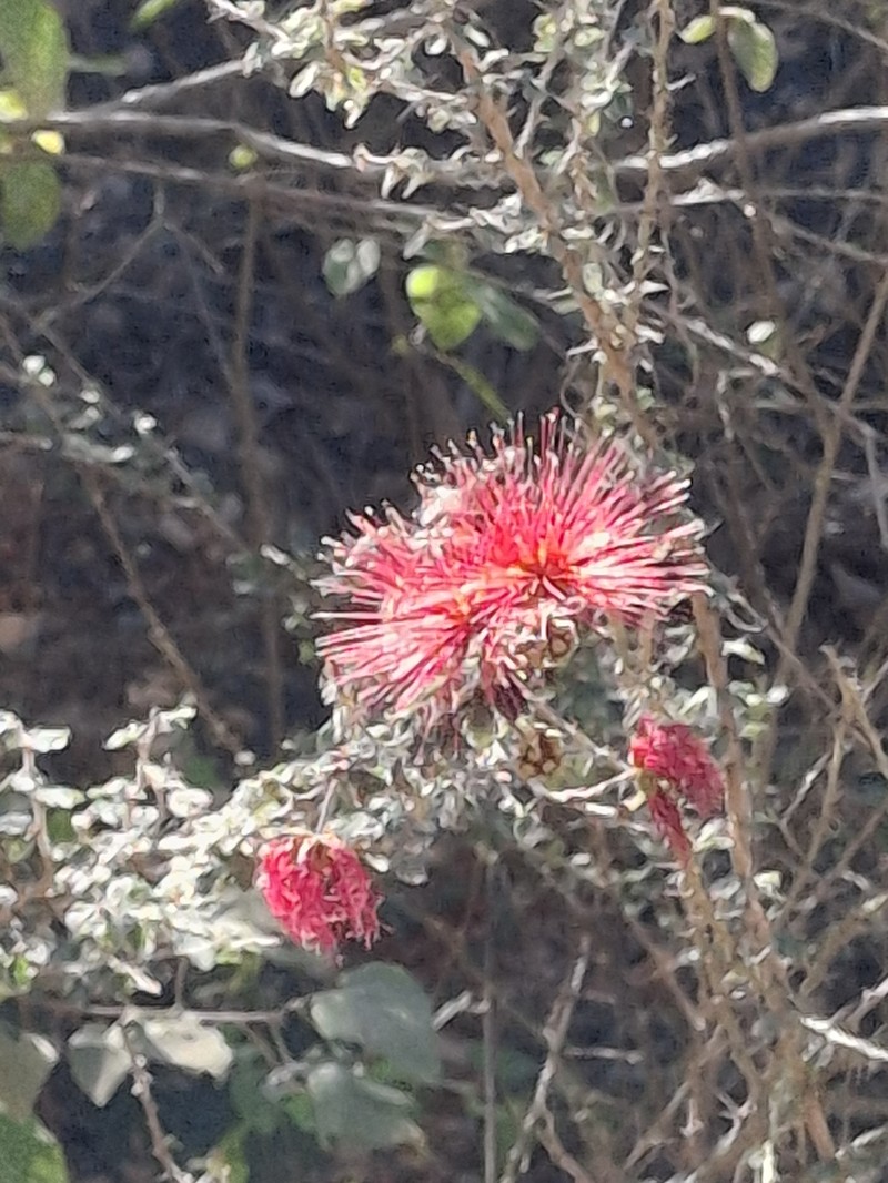 Calliandra haematomma var. haematomma photo 2