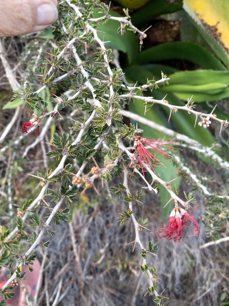 Calliandra haematomma var. haematomma photo 3