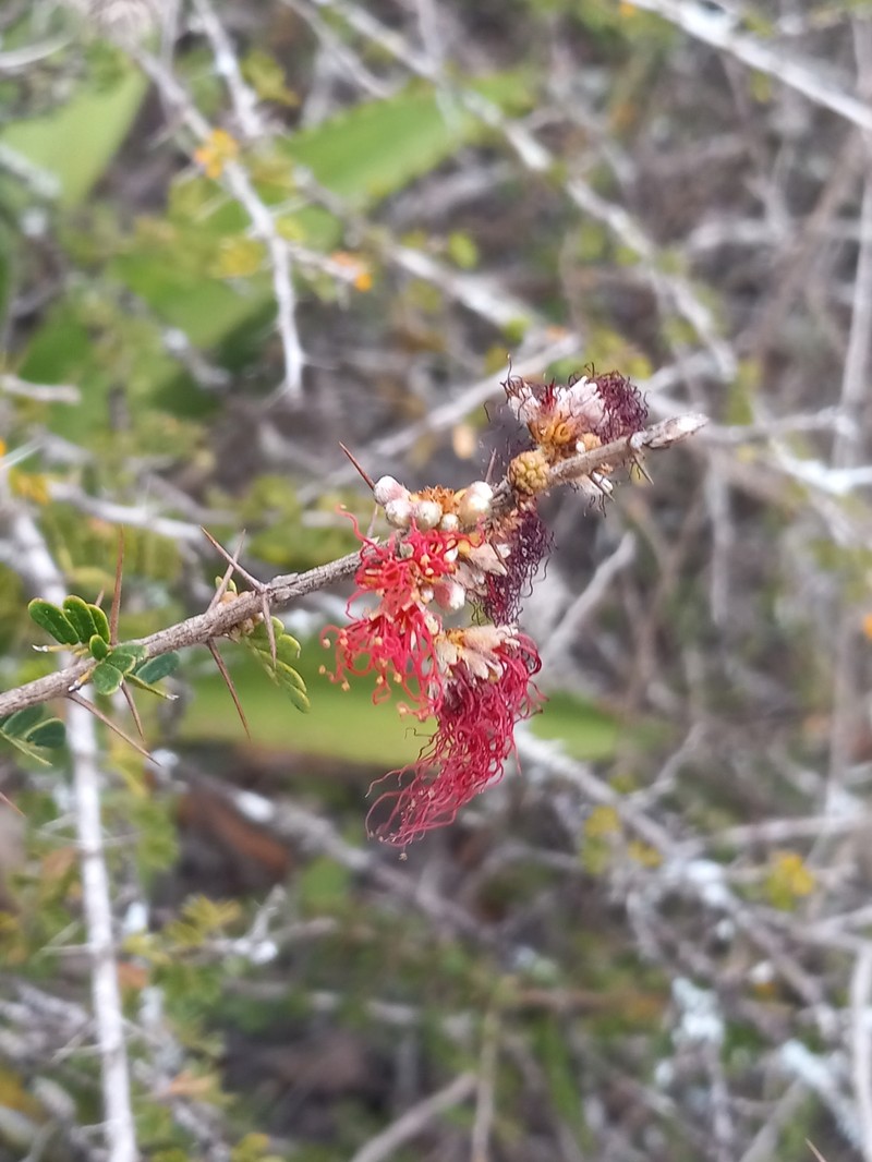 Calliandra haematomma var. haematomma photo 4