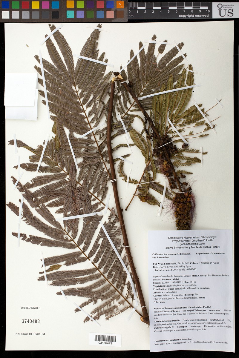 Calliandra houstoniana subsp. houstoniana