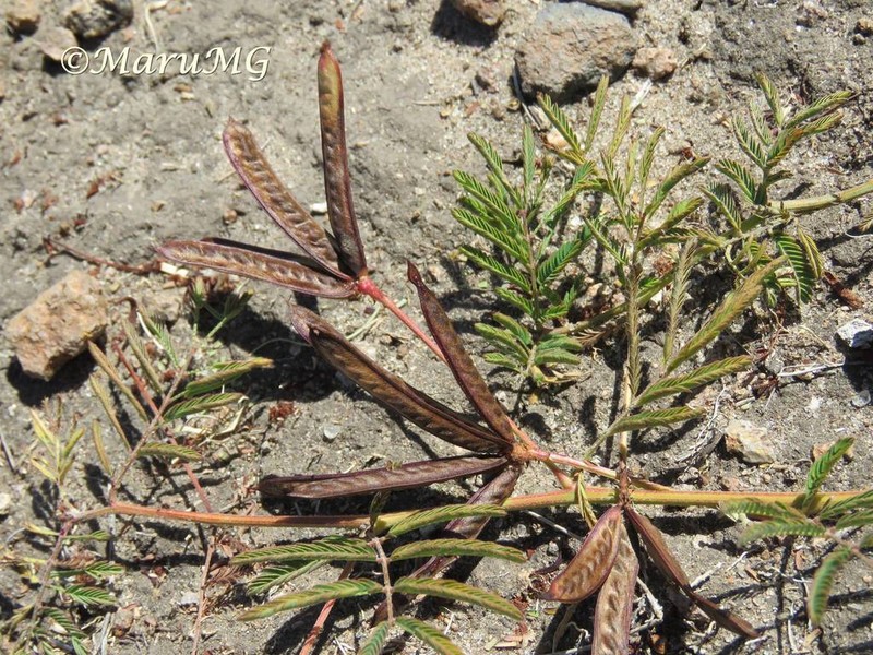 Dwarf Stickpea