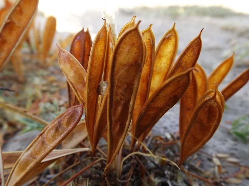 Dwarf Stickpea photo 2