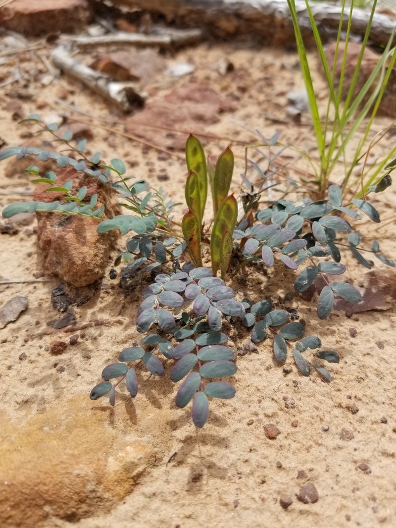Dwarf Stickpea photo 3