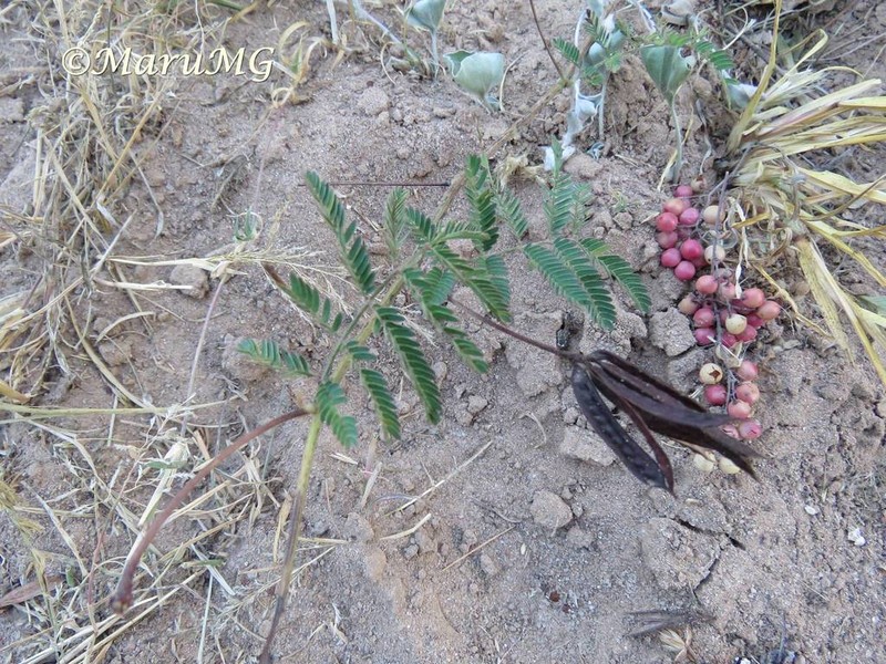 Dwarf Stickpea photo 4