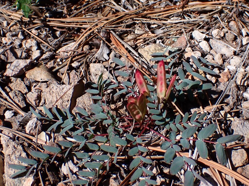 Dwarf Stickpea photo 5