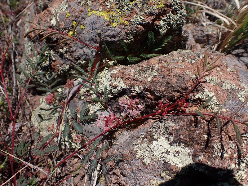 Calliandra humilis var. humilis