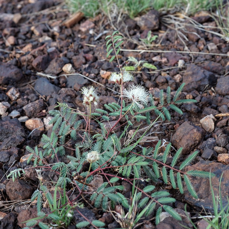 Calliandra humilis var. humilis photo 3
