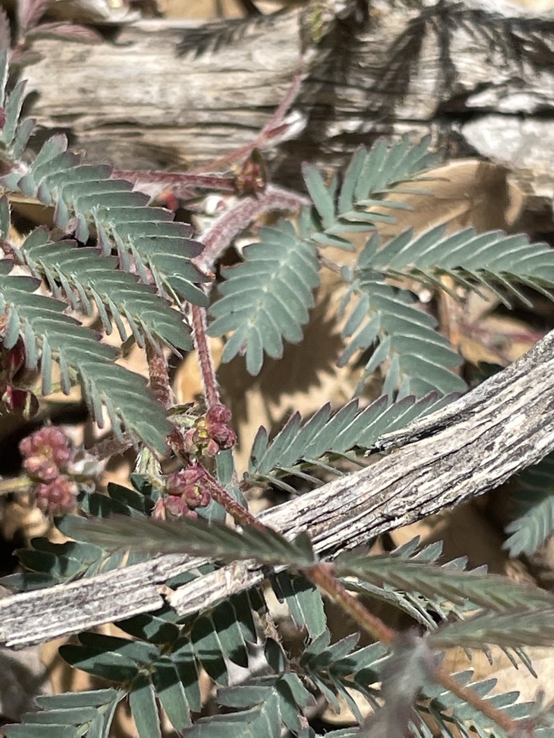 Calliandra humilis var. humilis photo 4