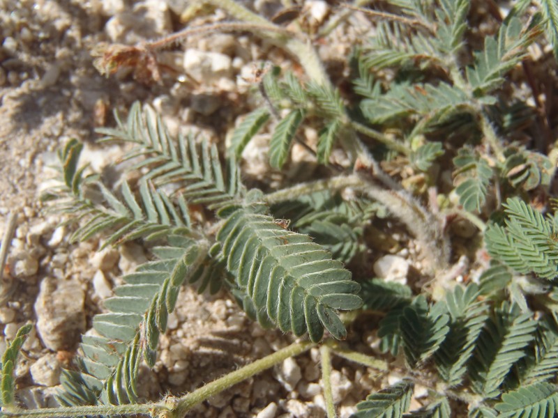 Calliandra humilis var. humilis photo 5