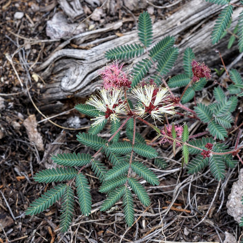 Calliandra humilis var. humilis photo 6