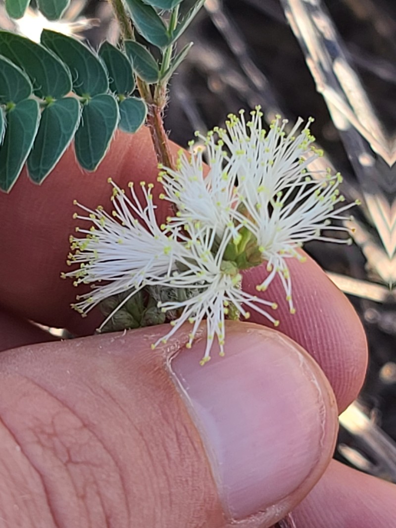 Calliandra humilis var. reticulata photo 2