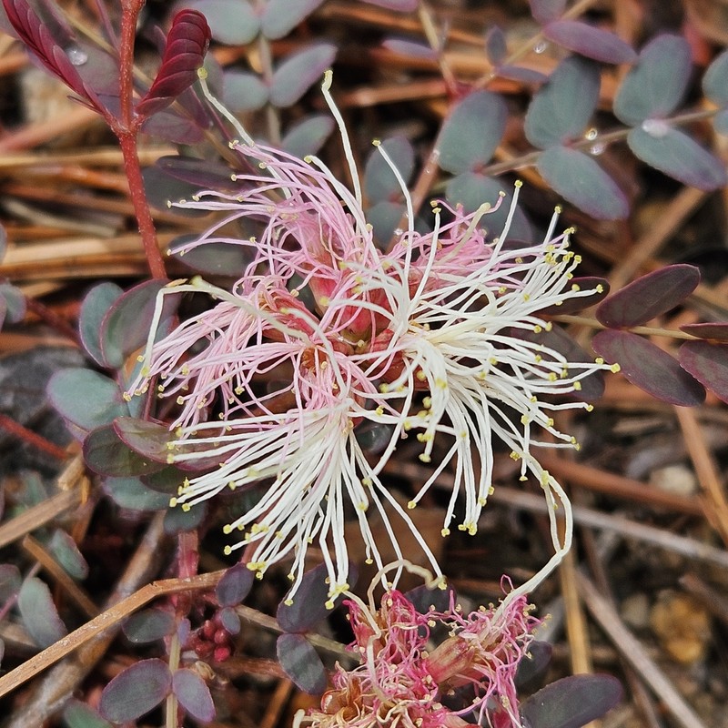 Calliandra humilis var. reticulata photo 4