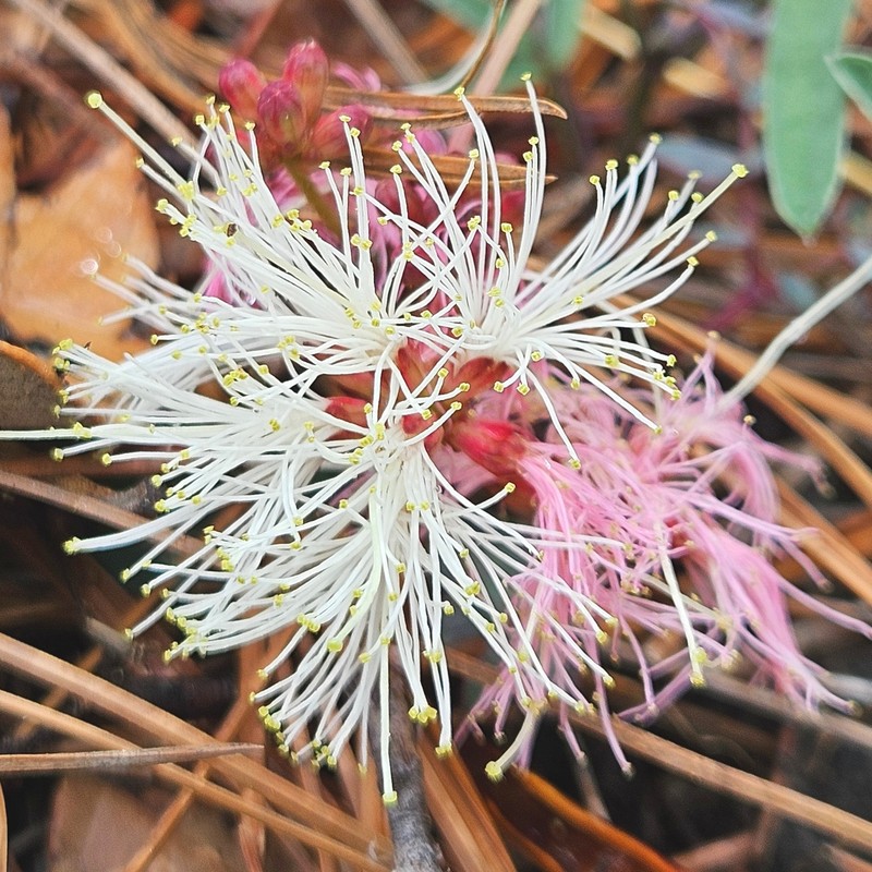Calliandra humilis var. reticulata photo 5