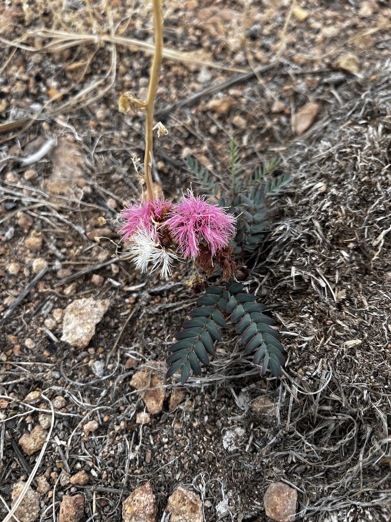 Calliandra humilis var. reticulata photo 6