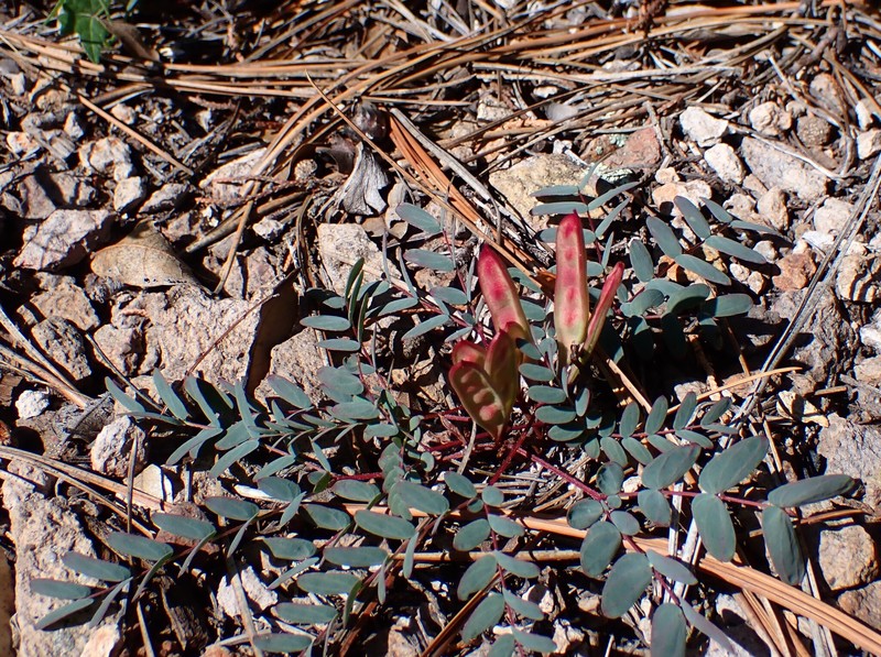 Calliandra humilis var. reticulata photo 8