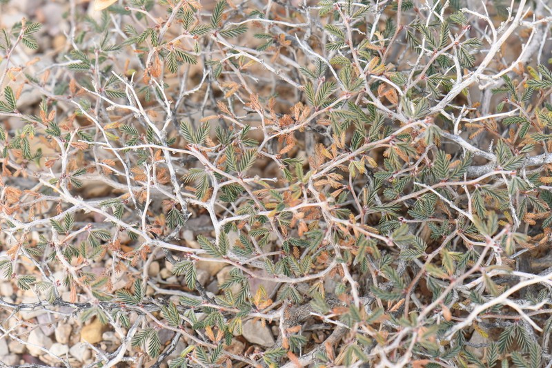 Isely's Stickpea