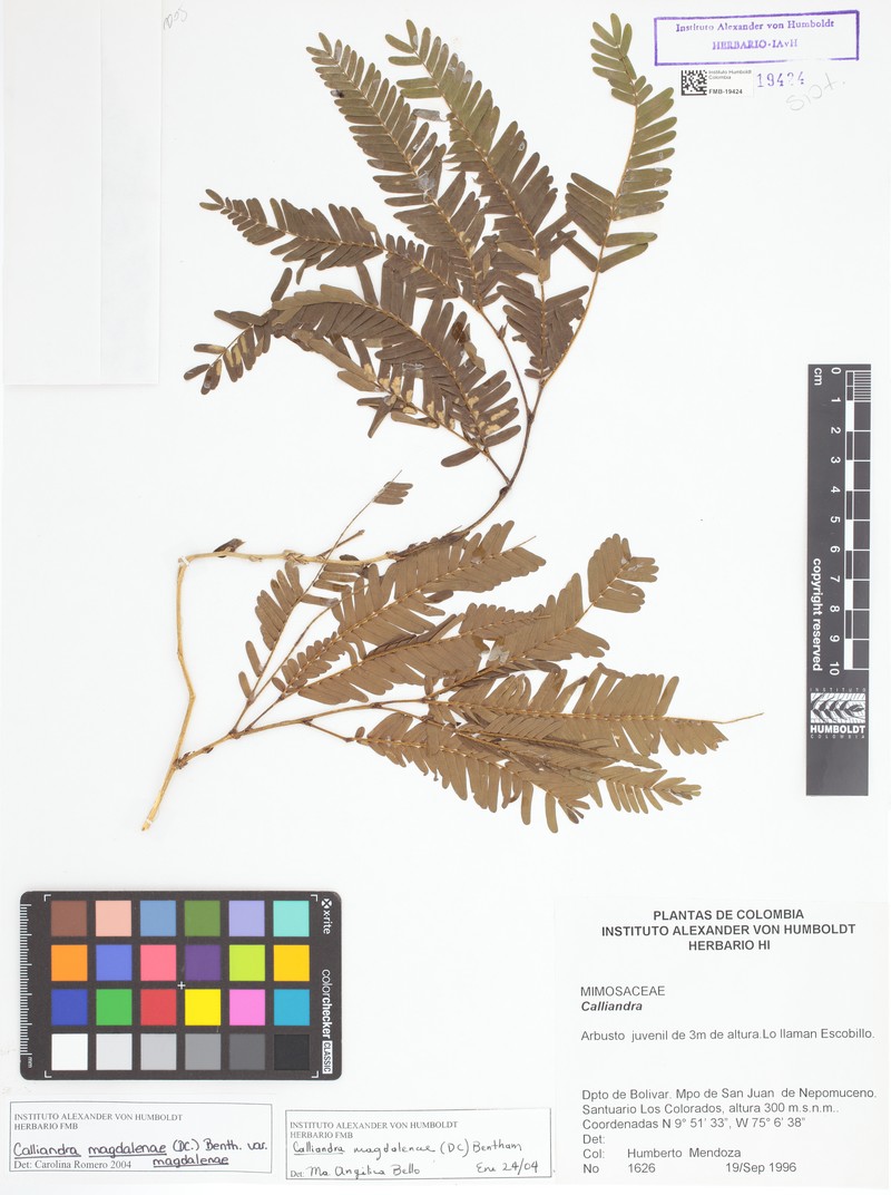 Calliandra magdalenae var. magdalenae