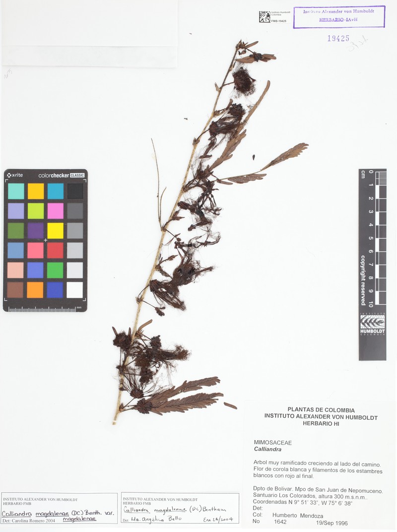 Calliandra magdalenae var. magdalenae photo 2