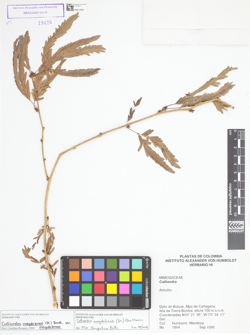 Calliandra magdalenae var. magdalenae photo 4