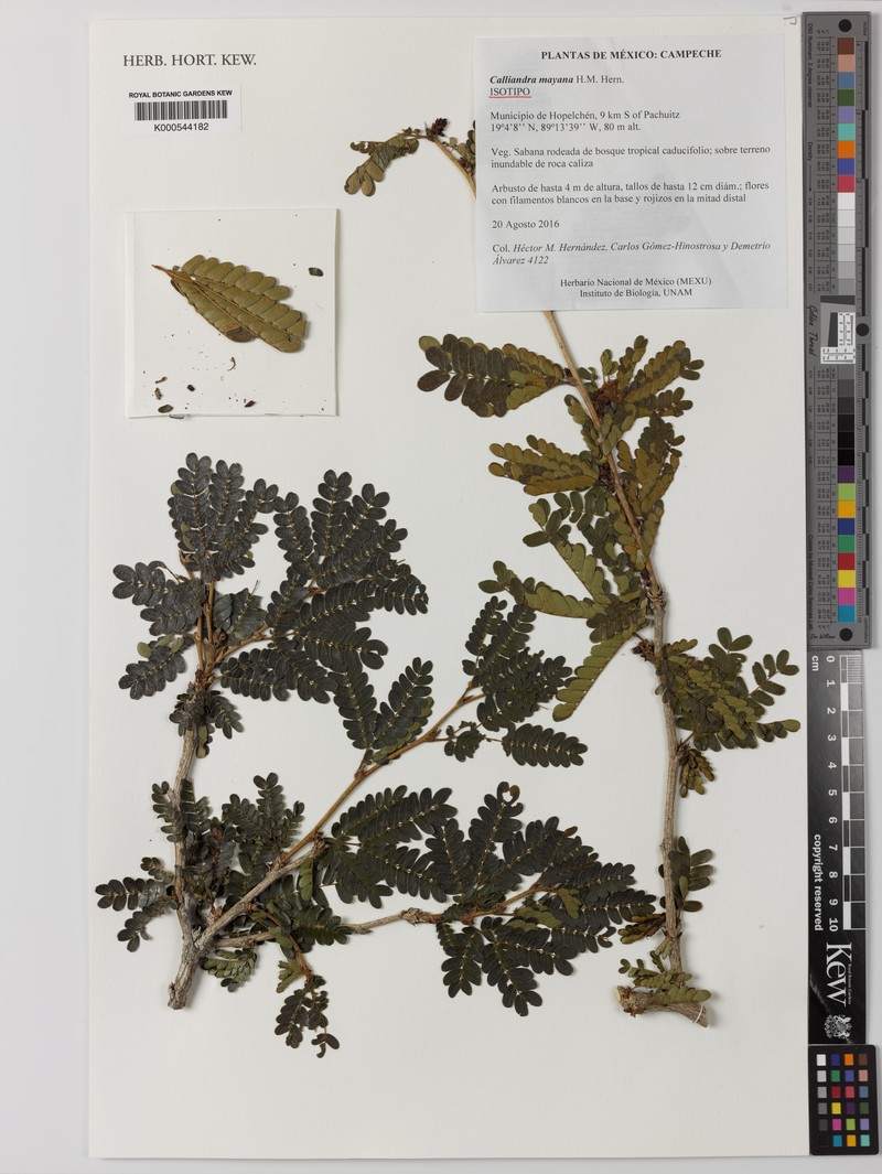 Calliandra mayana