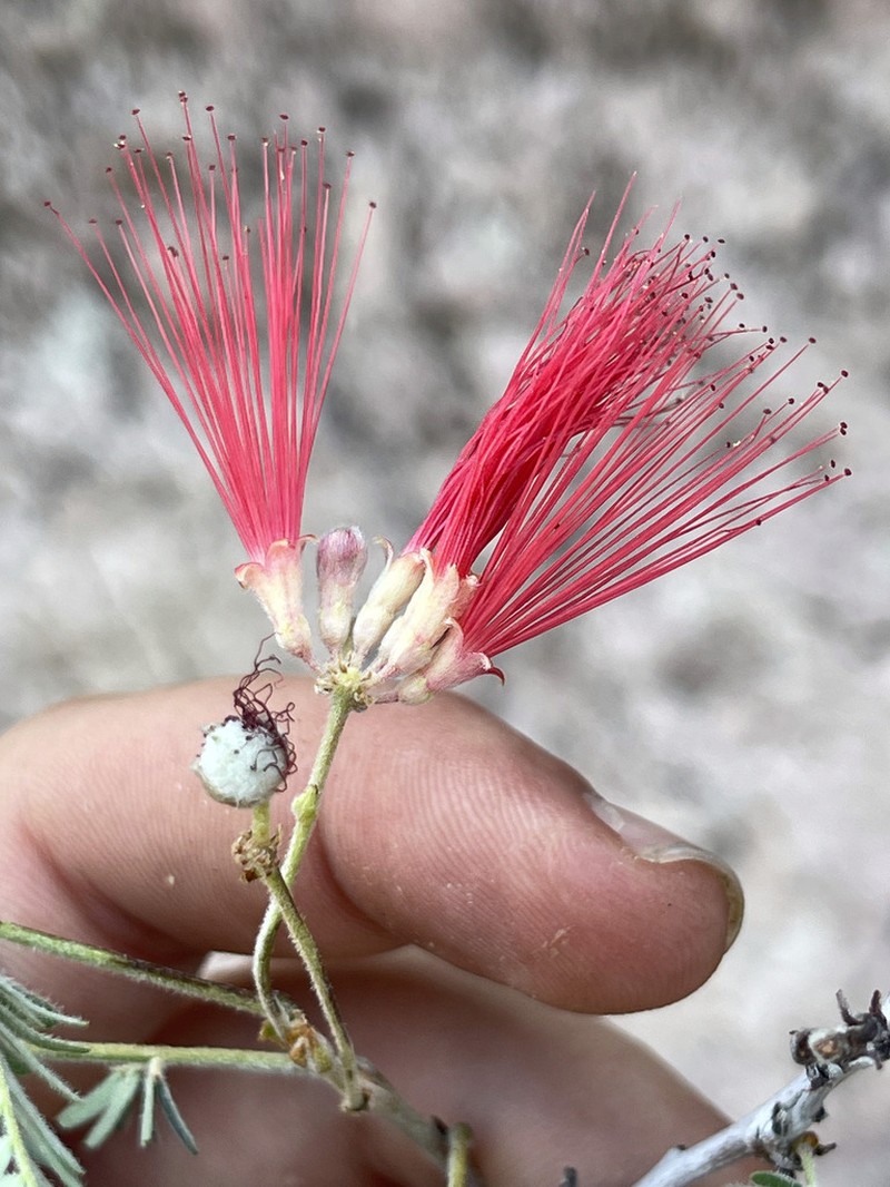 Calliandra pilocarpa
