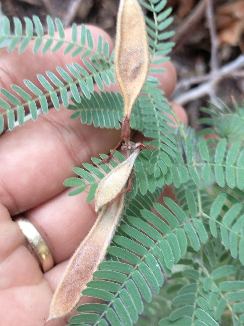 Calliandra pilocarpa photo 2