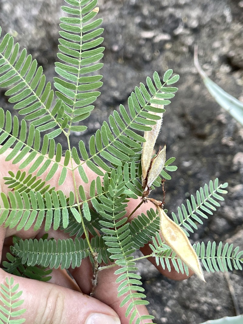 Calliandra pilocarpa photo 3