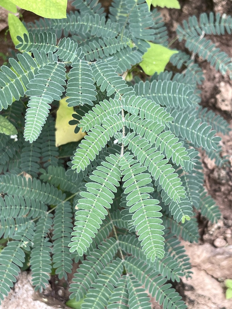 Calliandra pilocarpa photo 4