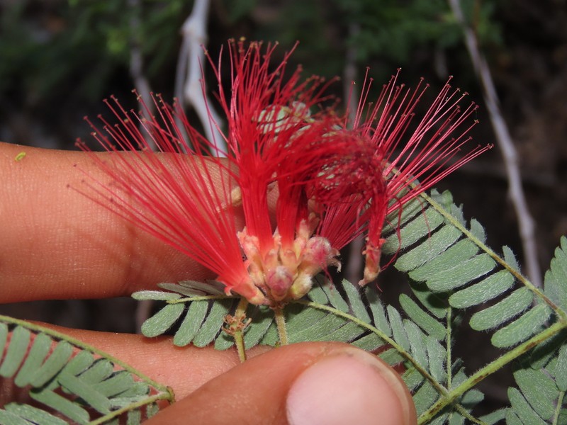 Calliandra pilocarpa photo 5