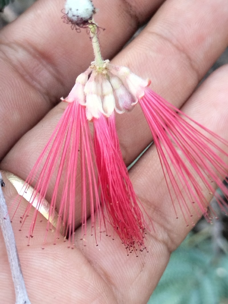Calliandra pilocarpa photo 6